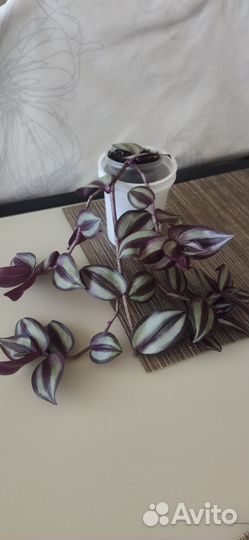 Традесканция зебрина