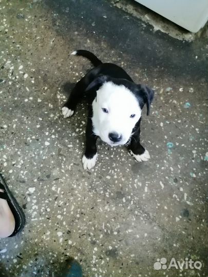 Щенки питбуля