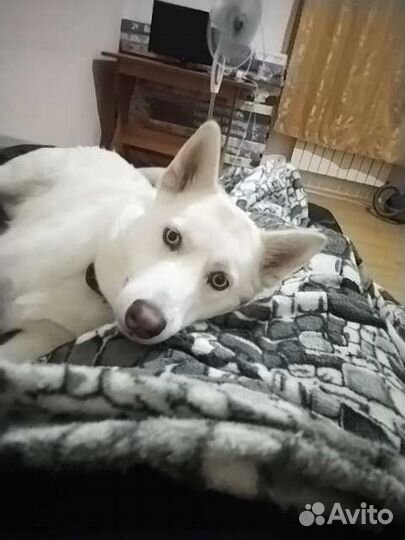 Домашняя гостиница для собак