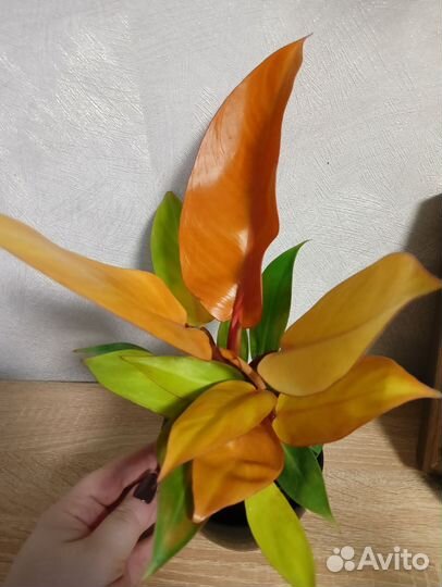 Филодендрон принц оранж