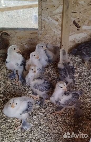 Цыплята брама темная