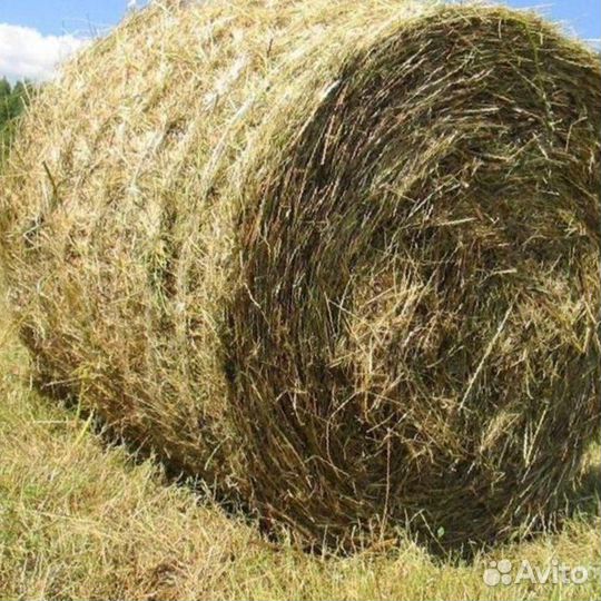 Продам сено в рулонах