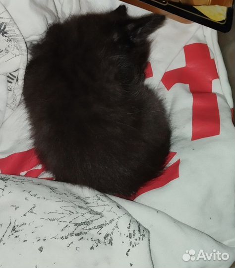 Чудный черный котенок в дар