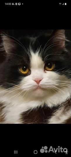 Котик в хорошие руки