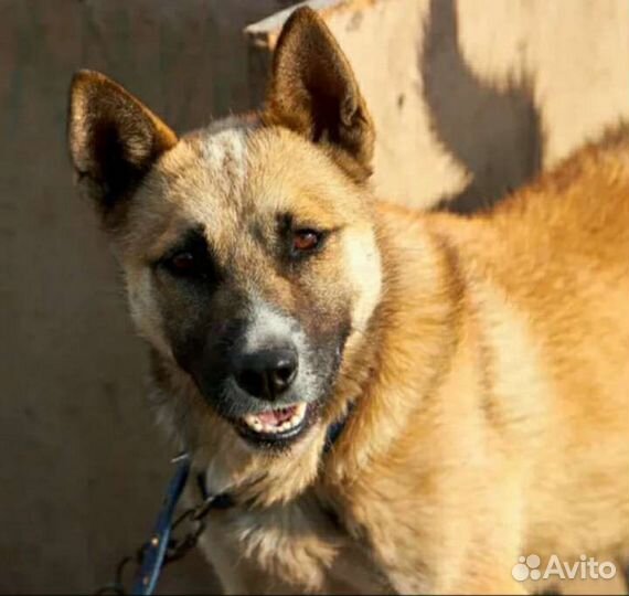 Отдам в добрые руки молодого кобеля дворняжки