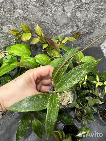 Хойя,часть 3