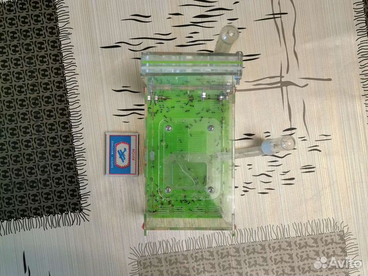 Муравьиная ферма (Messor Structor, матка+расплод)