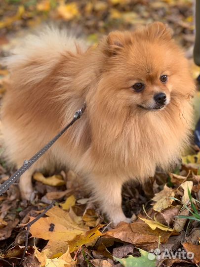 Вязка Померанский Шпиц кобель