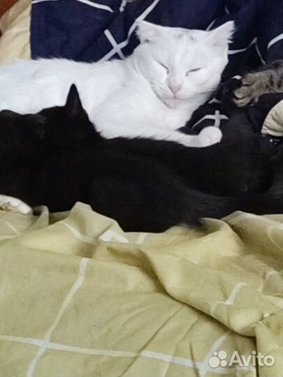 Отдам котят