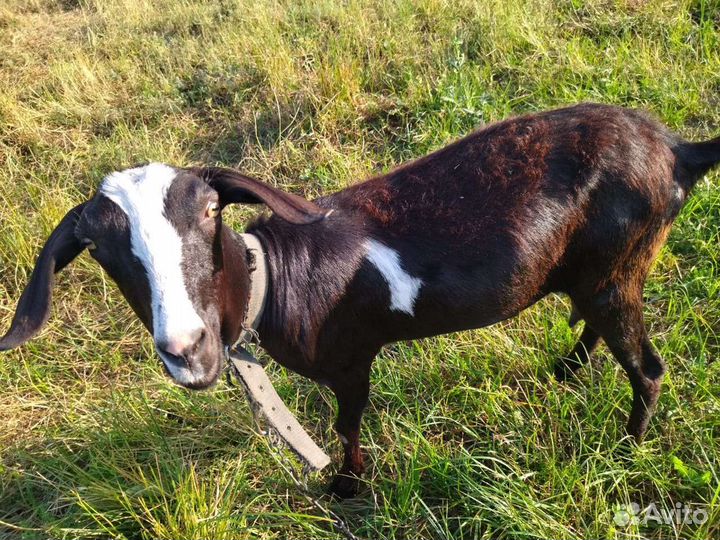 Козы на молоко