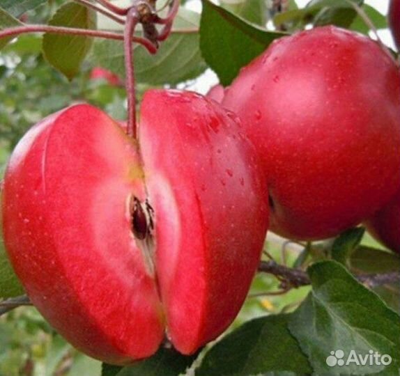 Саженцы Яблоня с красной мякотью сорт ред кетти