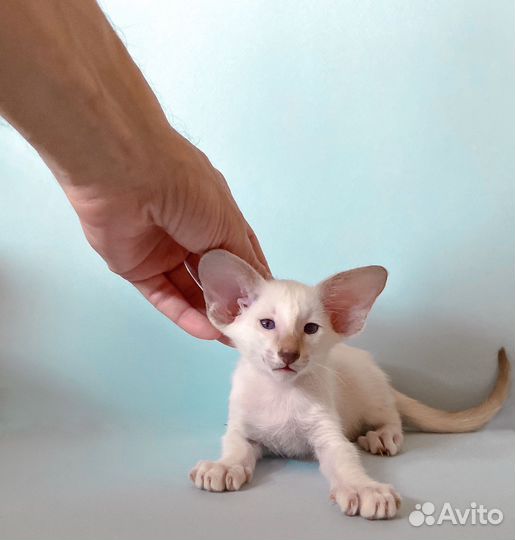 Ориентальные котята
