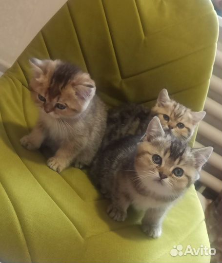 Котята британские