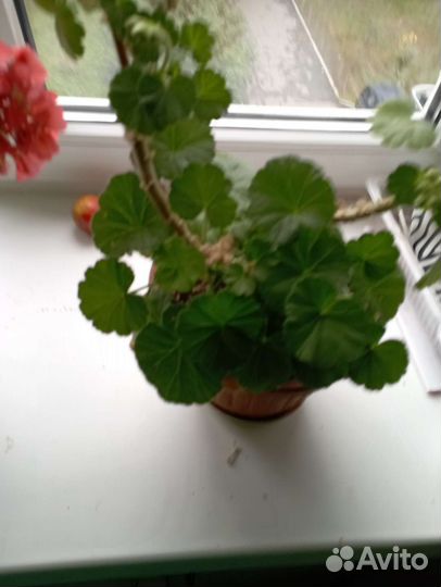 Пеларгония герань