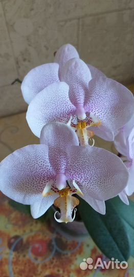 Орхидея фаленопсис с горшком. Розовый в крапинку