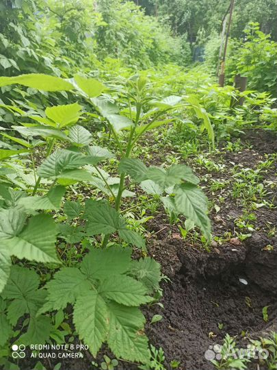 Корень малины ремонтатной