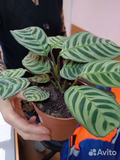 Продаются цветы