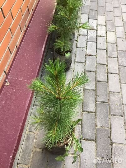 Кедр сибирский, саженцы, 8 лет