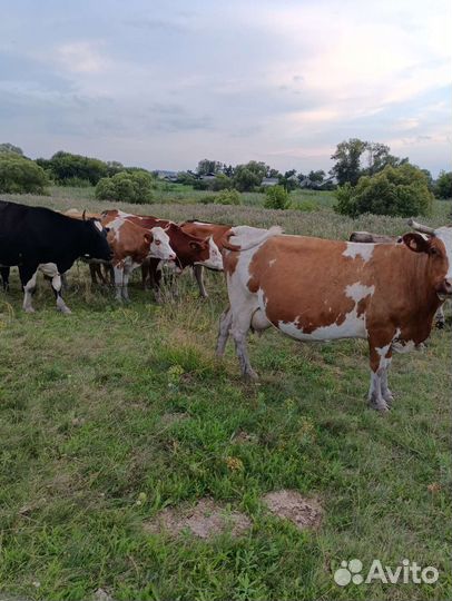 Коровы и телки