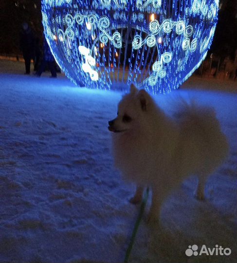 Шпиц померанский белый вязка