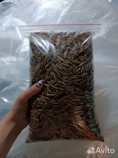 Сухая личинка чёрной львинки