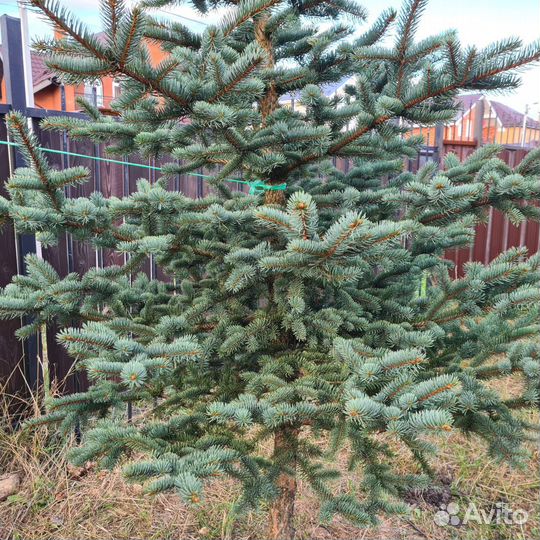Ель финская голубая, 3м