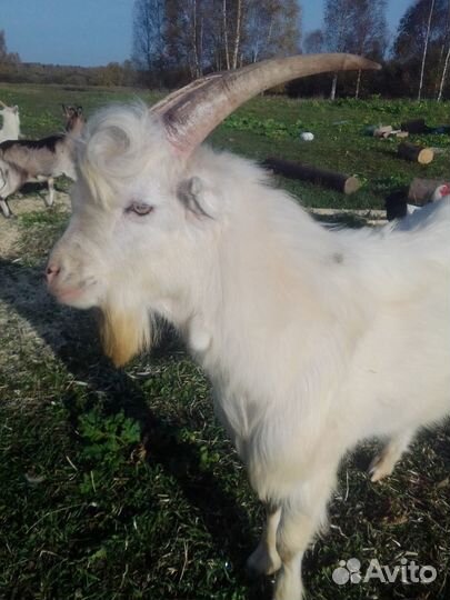 Козы,гуси,петухи