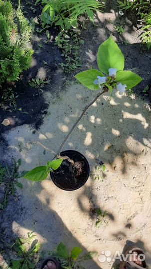 Катальпы и хвойные саженцы