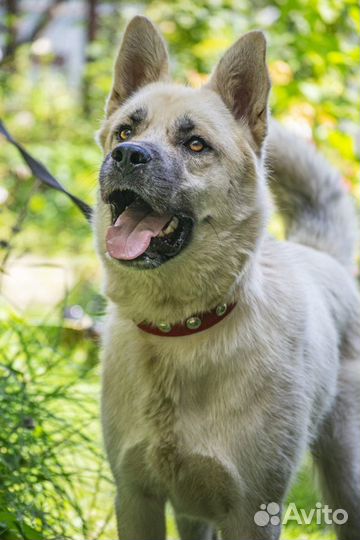 Самурай - фенотип акиты в добрые руки