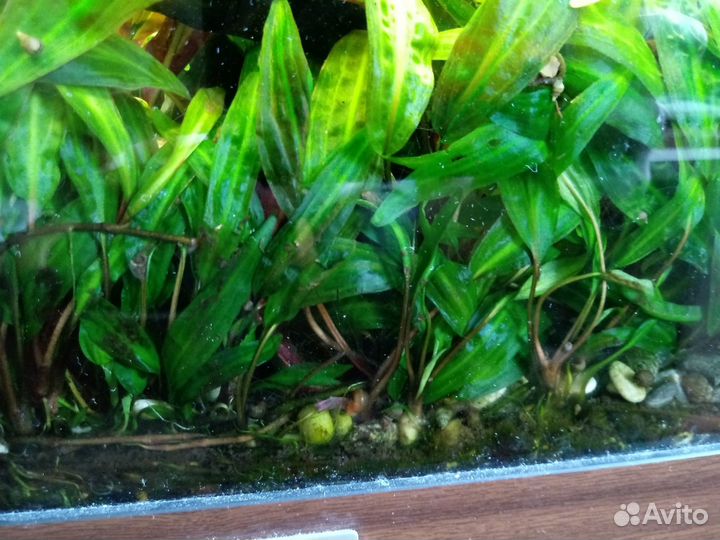 Криптокорина аффинис