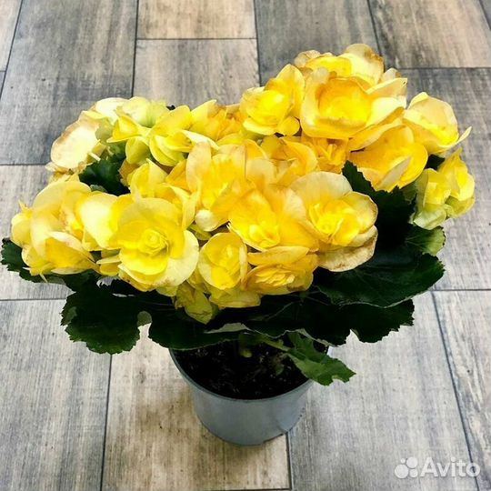 Бегония элатиор Бориас, Грейс и др