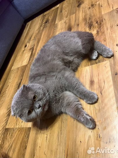 Шотландский вислоухий кот