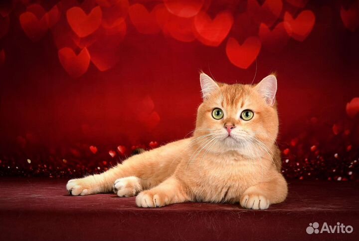 Вязка. Кот золотая шиншилла NY12. Чемпион WCF