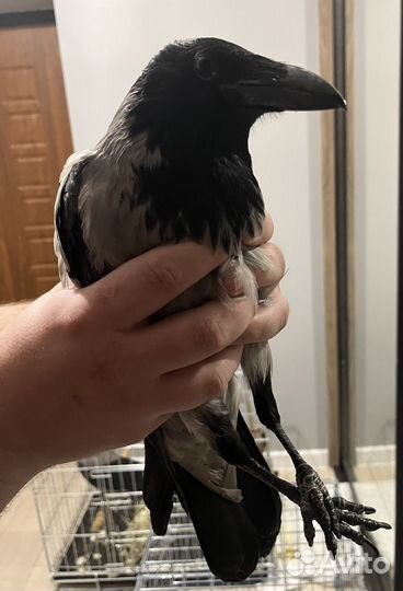 Серая ворона