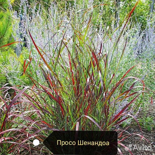 Декоративные злаки, люпин семена