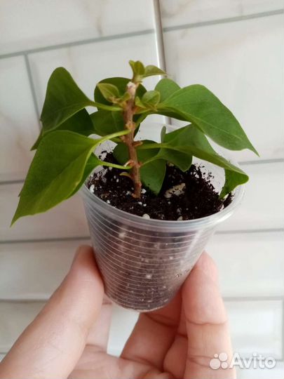 Бугенвилия Pixie Queen