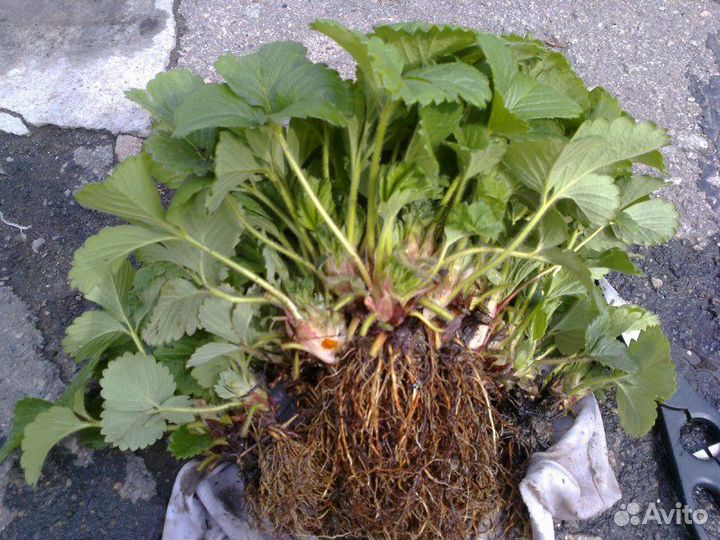 Рассада клубники