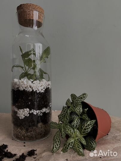 Замкнутая экосистема