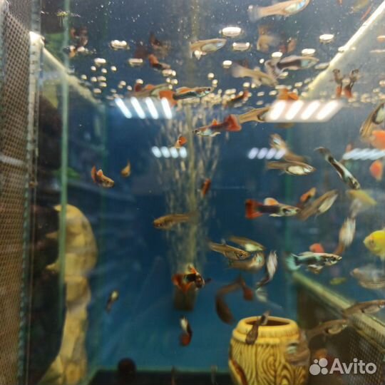 Аквариумные рыбки