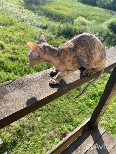 В добрые руки