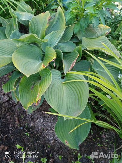 Хоста двух видов