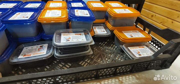 Червь дендробена veneta