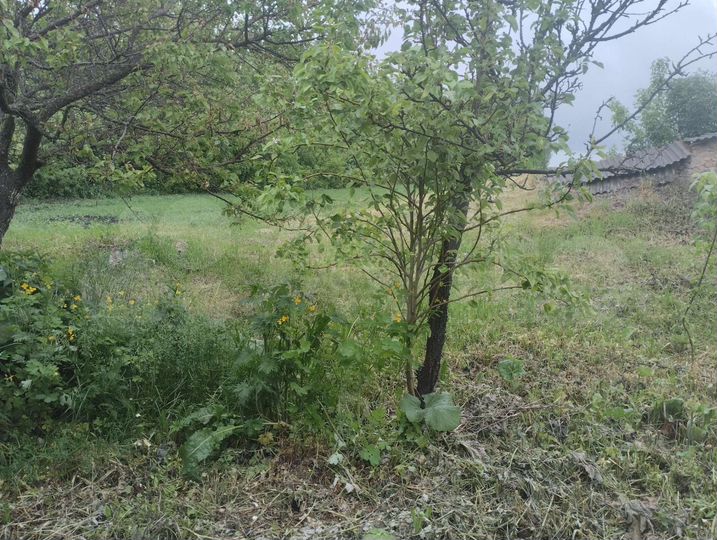 Дом 35 м² на участке 30 сот.