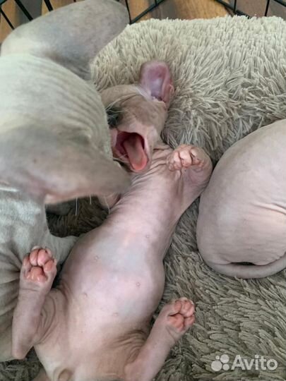 Канадский сфинкс двельф котенок