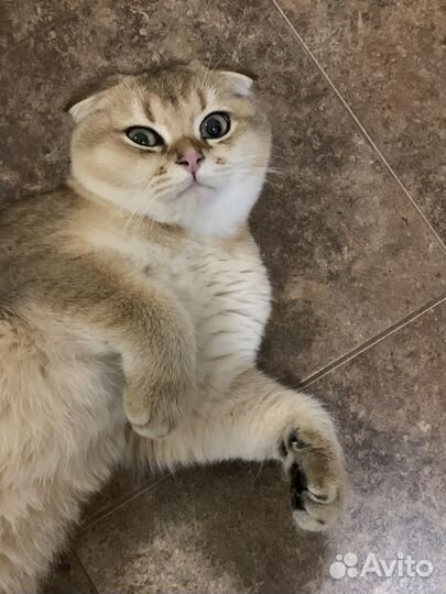 Шотландский вислоухий кот вязка. Золотая шиншилла