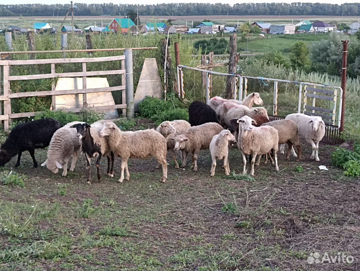 Продается овцы бараны