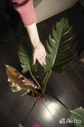 Карамель Марбл позеленевшая (Филодендрон Плуто)