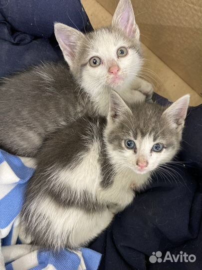 Котята
