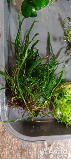 Аквариумные растения