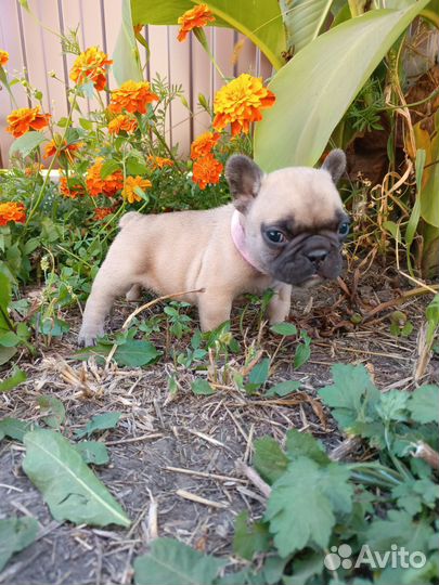Французский бульдог щенки